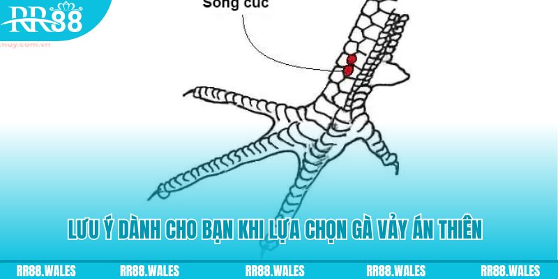 win79 xổ số khánh hòa